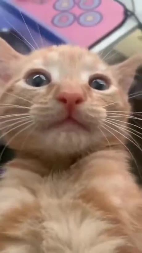 Video thumbnail for Cats being done with human tomfoolery