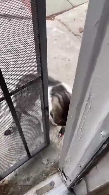 Video thumbnail for Cat keeps stealing from the neighbours