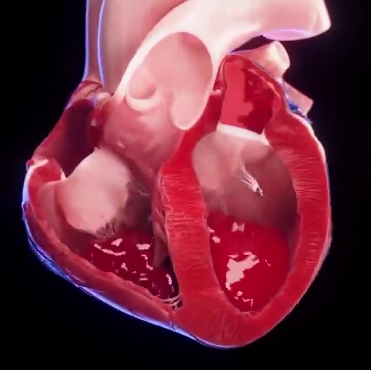 Video thumbnail for Human heart in motion