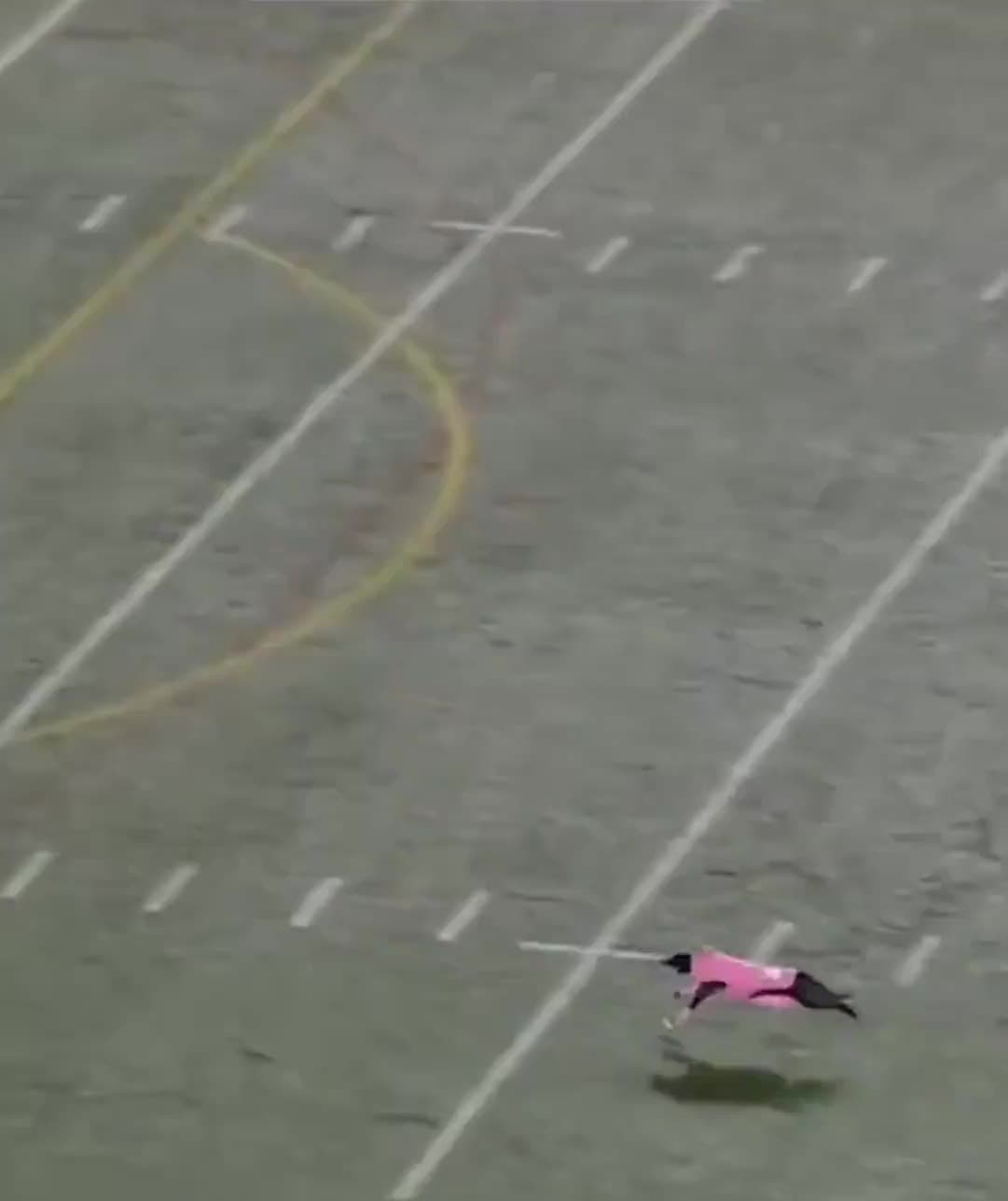 Video thumbnail for World record for longest catch at a sporting event and it’s by a dog