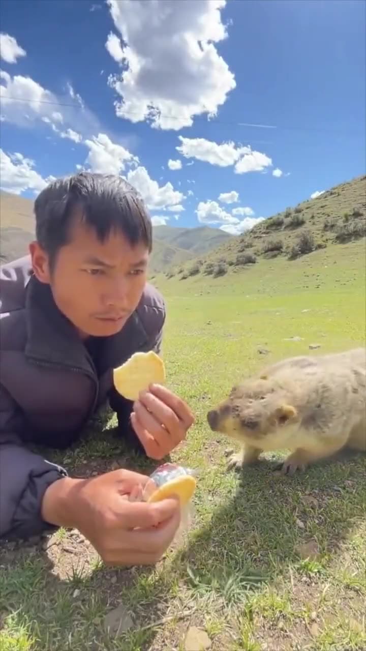 Video thumbnail for Sharing a snack with a curious Marmot