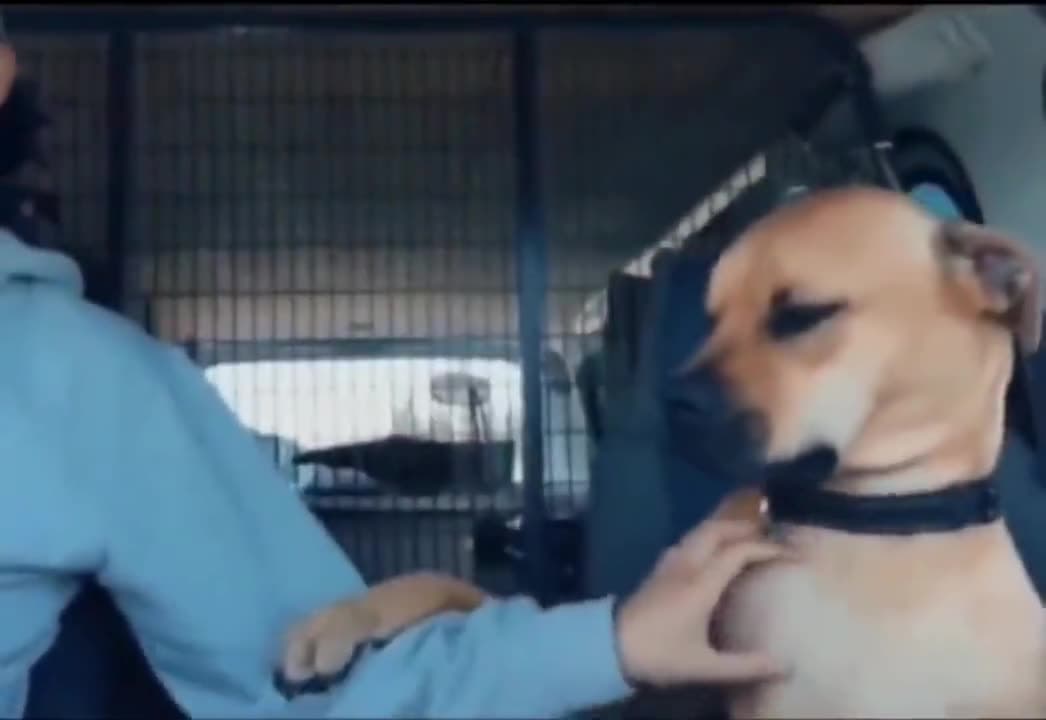 Video thumbnail for Newly adopted dog from a shelter. The dog won't let go of the new owner's hand