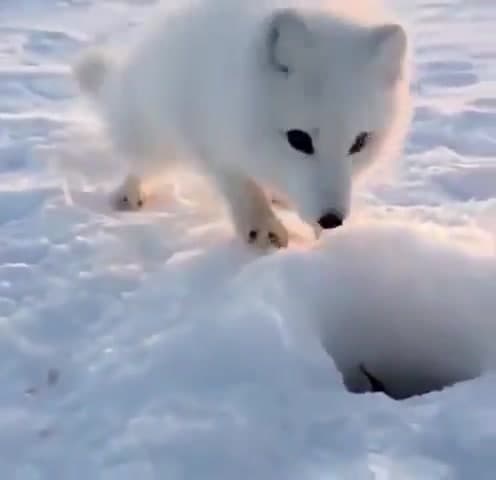 Video thumbnail for Arctic fox steals fish