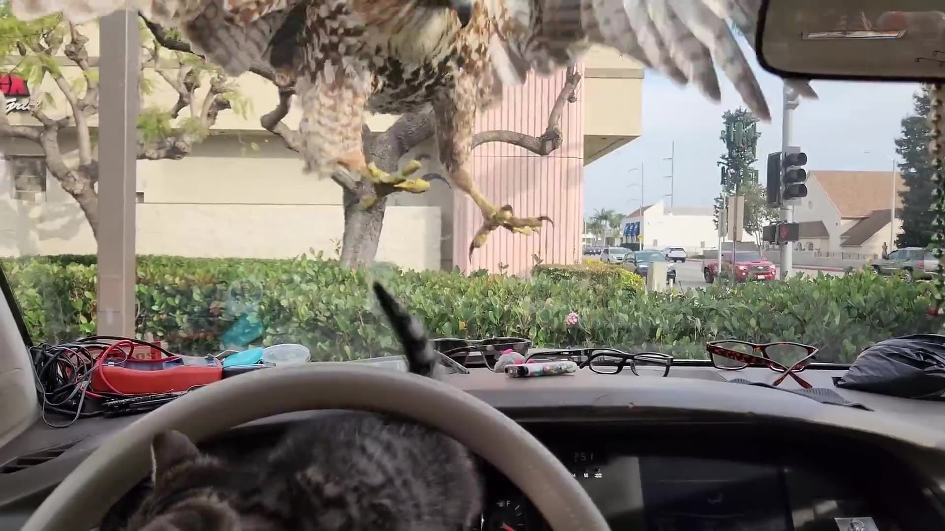 Video thumbnail for Tiny kitten almost eaten by hawk