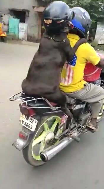Video thumbnail for Funny how this dog has better pillion rider safety than most humans