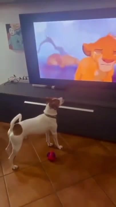 Video thumbnail for Is this dog actually able to understand what's going on in the movie?