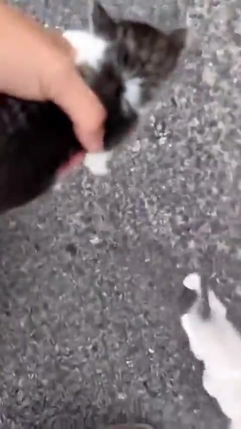 Video thumbnail for Man stops to rescue kitten, gets ambushed