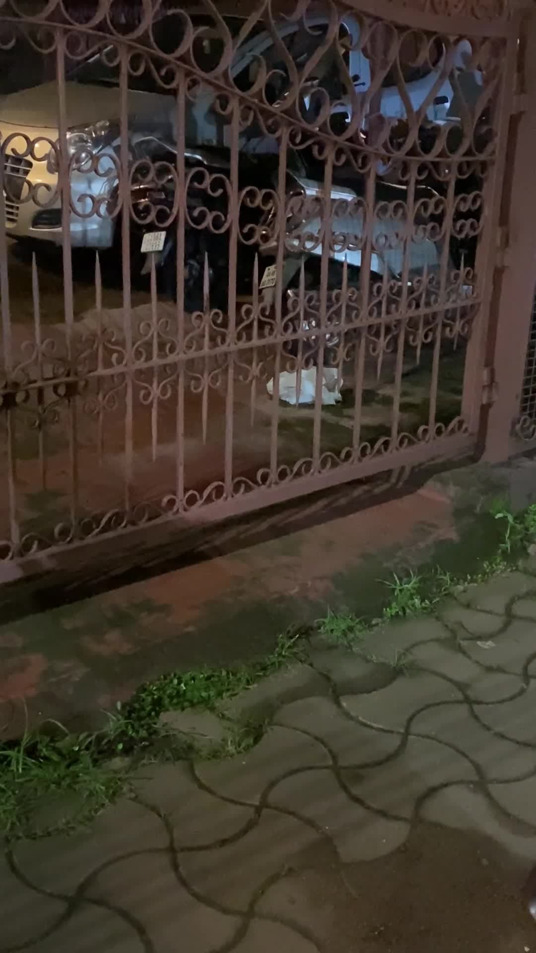 Video thumbnail for This plastic bag looked like a puppy