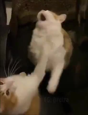 Video thumbnail for Unintended slap