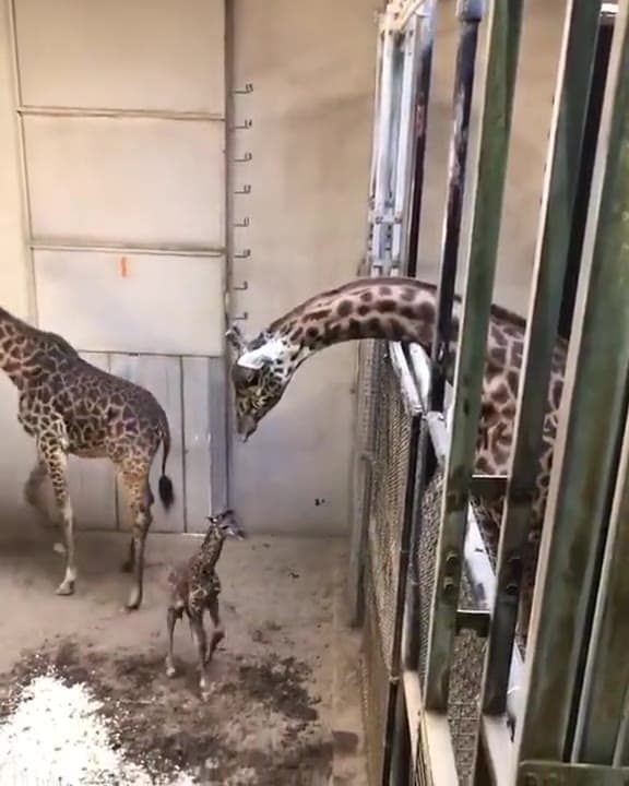 Video thumbnail for Baby giraffe meets dad for the first time