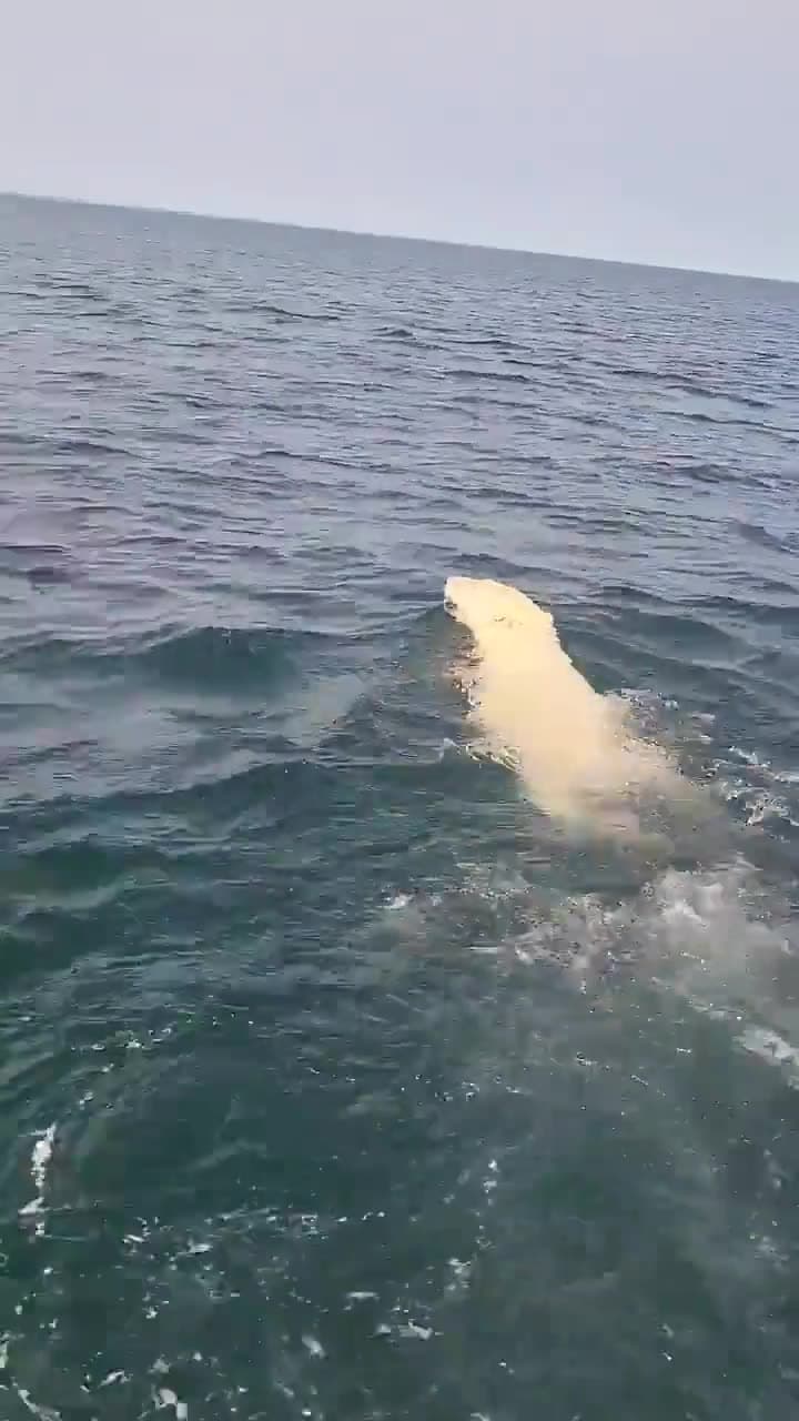 Video thumbnail for Polar bear found swimming in Hudson Bay, Canada