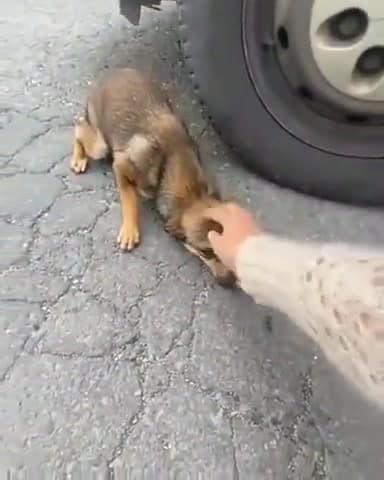 Video thumbnail for Stray puppy gets adopted
