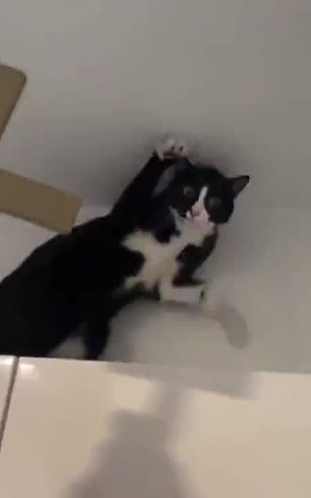Video thumbnail for cAt GeTs brUtALly eXorCiSed
