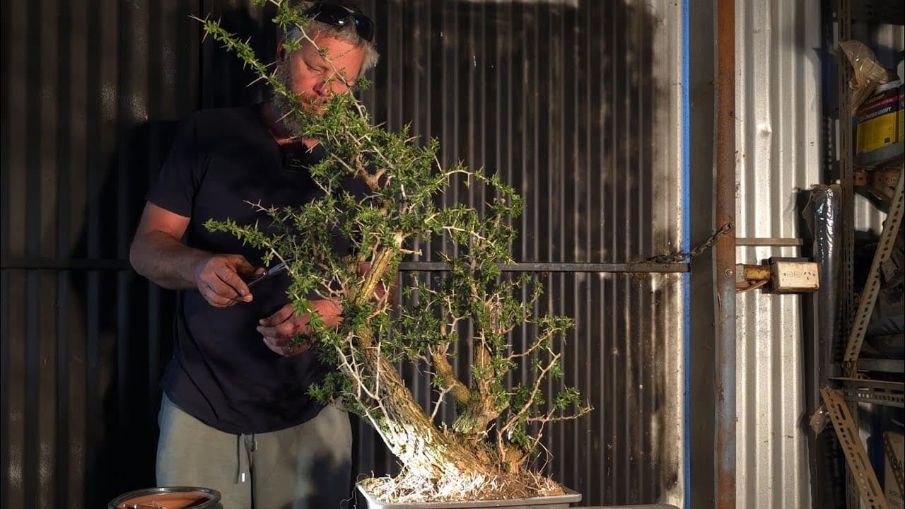 YouTube thumbnail for Boxthorn Bonsai spikes galore and an awesome Subscriber