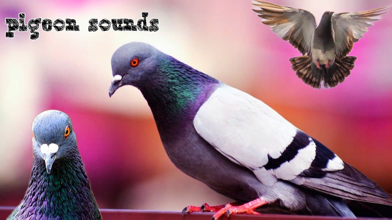 coo