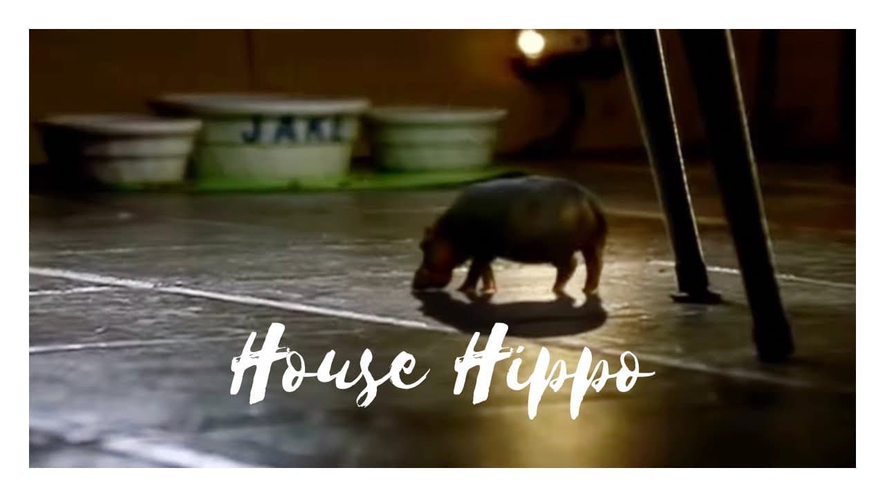 house hippo