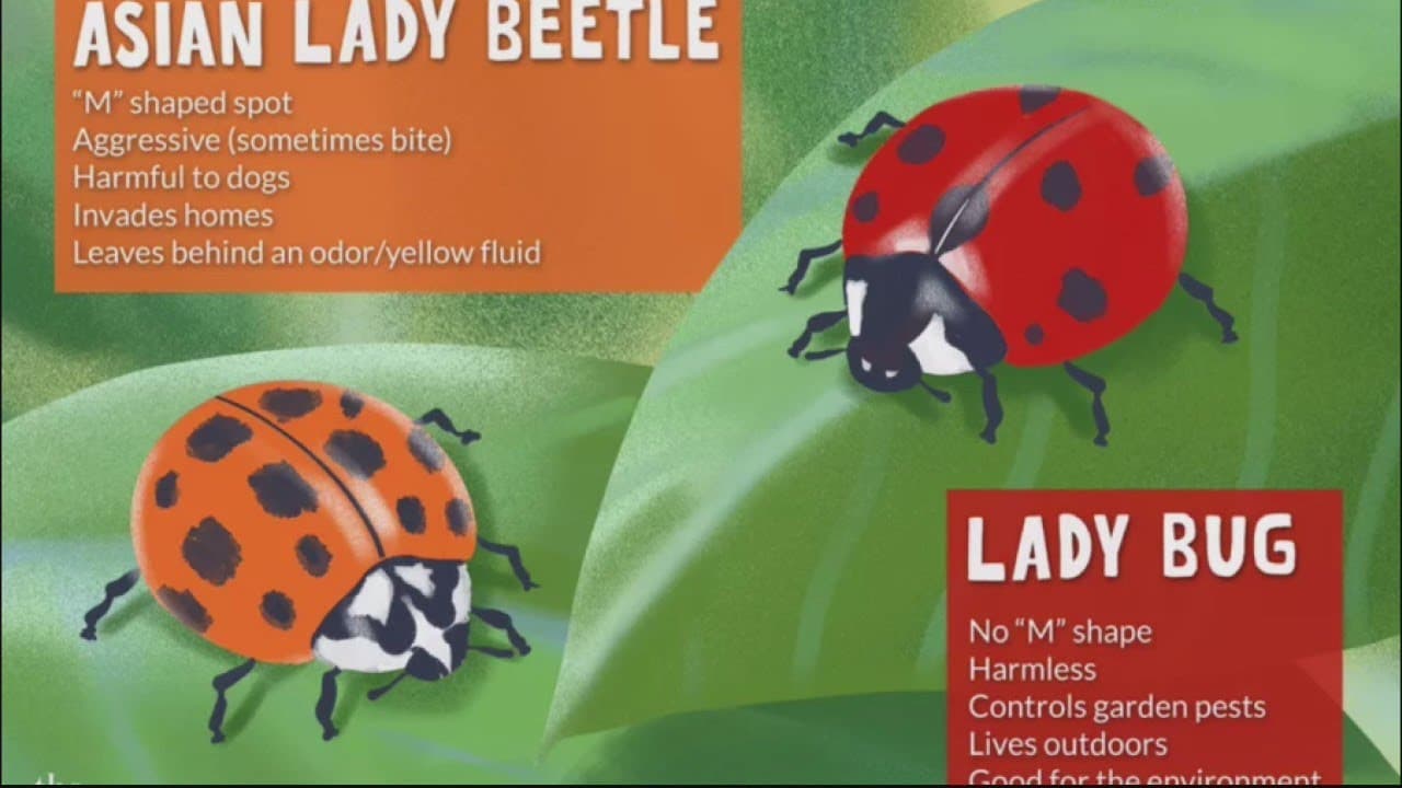 ladybug vs lady beetle