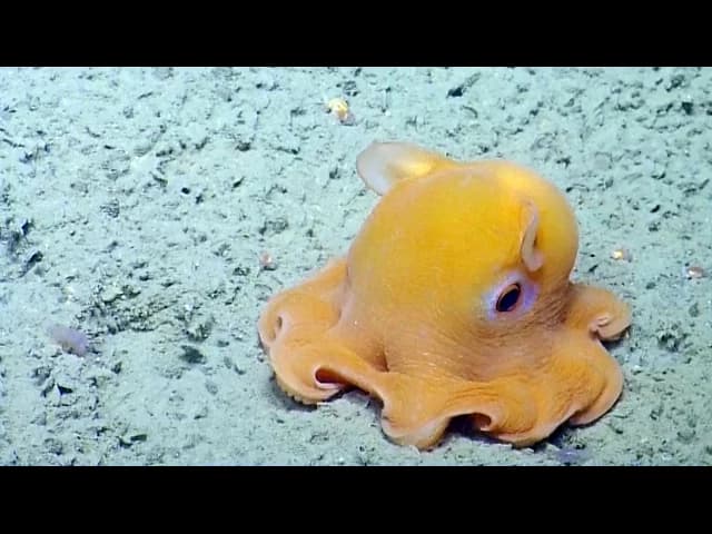 octopus video preview