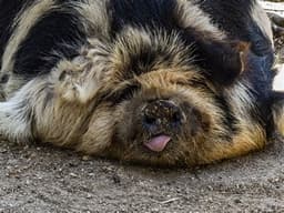 #Animals