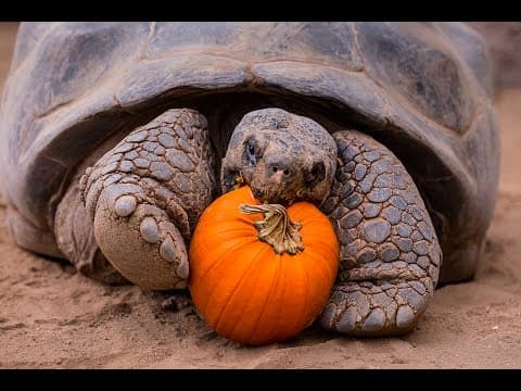 YouTube thumbnail for OCTOBER IS UPON US. IT HAS BEGUN.