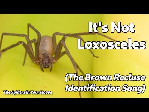 YouTube thumbnail for It's Not Loxosceles - The Music Video (Brown Recluse Identification Aid)