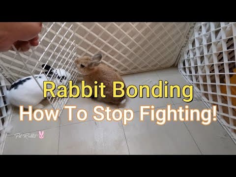 YouTube thumbnail for Person bonds three house rabbits to funny background music