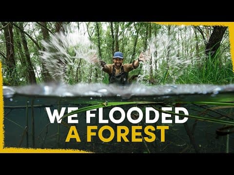 YouTube thumbnail for One year ago we flooded a forest - a video update from Mossy Earth