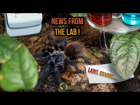 YouTube thumbnail for Pterinopelma sazimai is now Lasiocyano sazimai