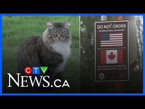 YouTube thumbnail for Cat won't stop illegally crossing US border