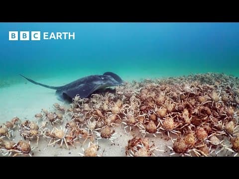YouTube thumbnail for Army of Crabs Protect Spy Robot From Stingray (BBC Earth)