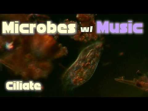 YouTube thumbnail for Ciliate takes a moment to picture a better world