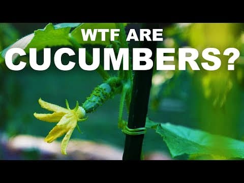 YouTube thumbnail for Cucumbers are melons, and sometimes they explode