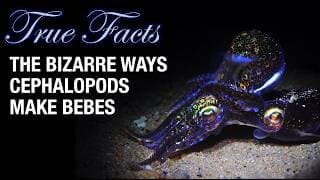 YouTube thumbnail for True Facts: The Bizarre Ways Cephalopods Make Bebes