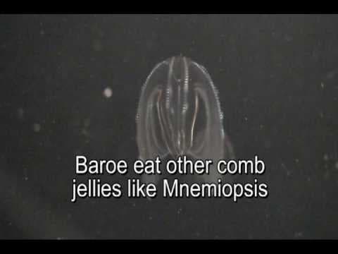 YouTube thumbnail for Beroe cucumis feeding on other comb jellies
