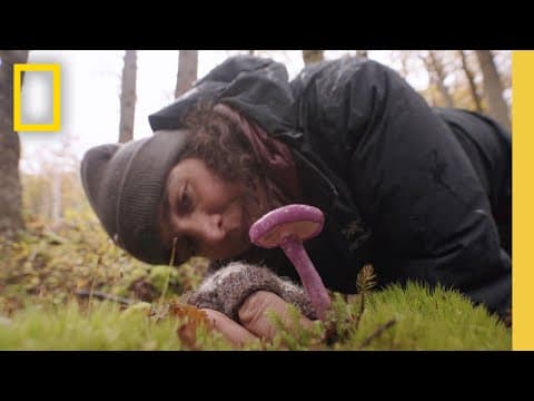 YouTube thumbnail for Flora, Fauna, Funga | Documentary | National Geographic Society