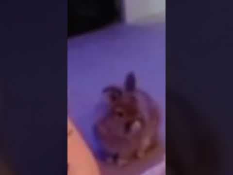 YouTube thumbnail for Toast the Bunny sneaking upstairs to appear as a special guest on my stream