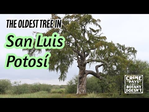YouTube thumbnail for This Tree is Over 1500 Years Old : The Monster Montezuma Cypress of San Luis Potosí