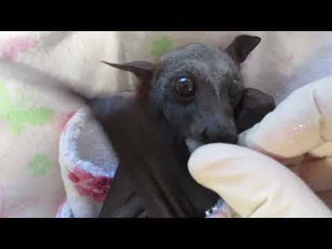 YouTube thumbnail for Baby bat “Raspberry” demands more bat lollies!