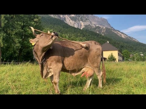 YouTube thumbnail for First observation of flexible use of a tool by cow