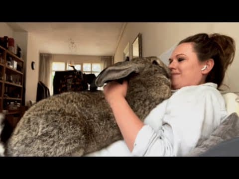 YouTube thumbnail for Guus the Flemish giant