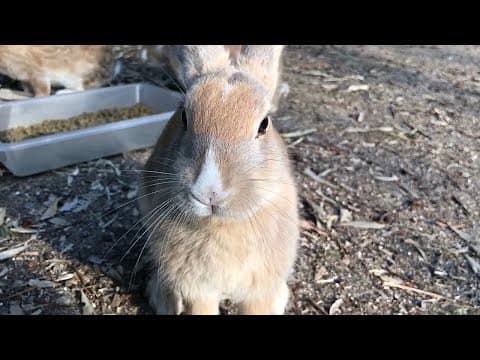 YouTube thumbnail for Rabbits eating food on Japan's Rabbit Island