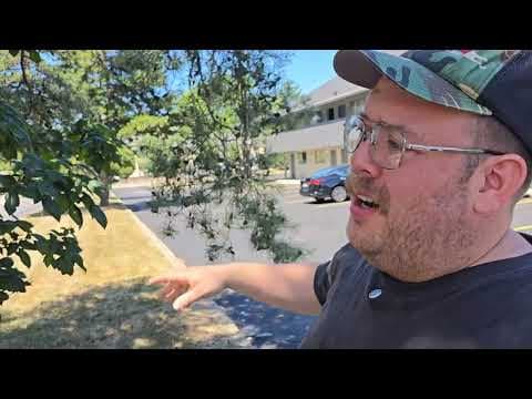 YouTube thumbnail for The Largest Poison Ivy in Suburban Cleveland