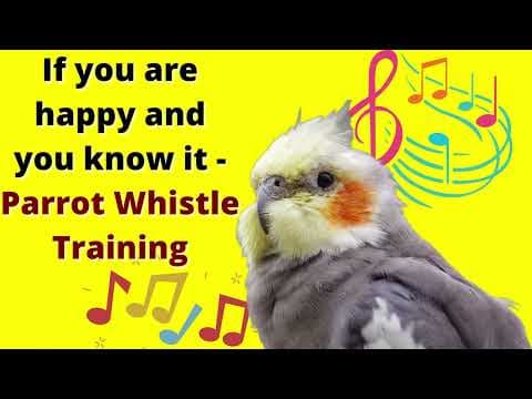 YouTube thumbnail for If you are happy and you know it - cockatiel singing training - Bird Whistle Training!