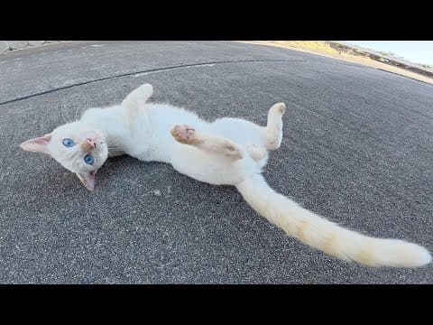 YouTube thumbnail for I was walking along the seaside path when a white cat chased me. | 野郎が撮った猫動画 [4:03]