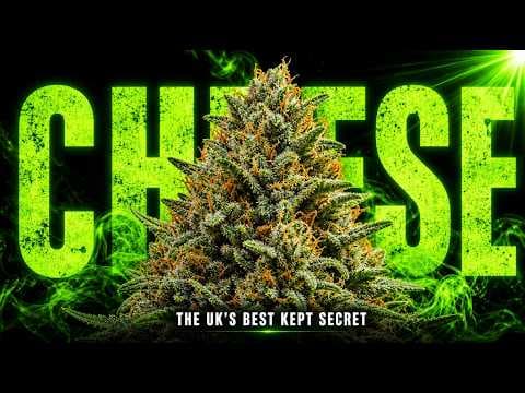 YouTube thumbnail for Cheese: The Strain The UK Refused To Share With The World