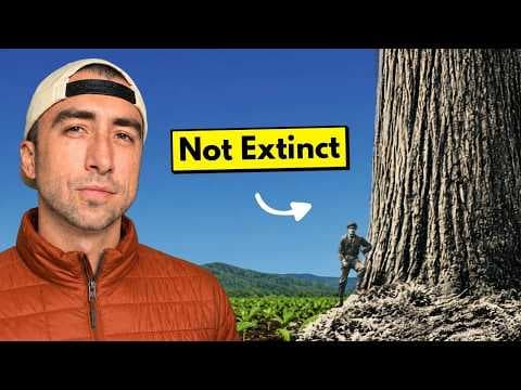 YouTube thumbnail for America's Giant Trees Are Coming Back