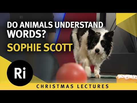 YouTube thumbnail for "Do animals understand words?", Sophie Scott (University College London),  2017 RI Christmas Lecture. What is language and how close do other animals come to having it? #Language #Neuroscience