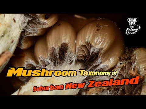 YouTube thumbnail for A New Species of Psychoactive Mushroom Evolving in New Zealand