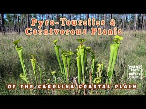 YouTube thumbnail for A Pyro-Tourrettes Journey to the Carolina Sandhills & Venus Flytrap Savannas
