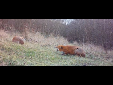 YouTube thumbnail for Pregnant fox screaming at partner